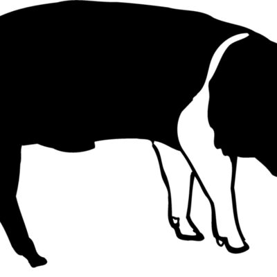 HOG0005 Thumbnail